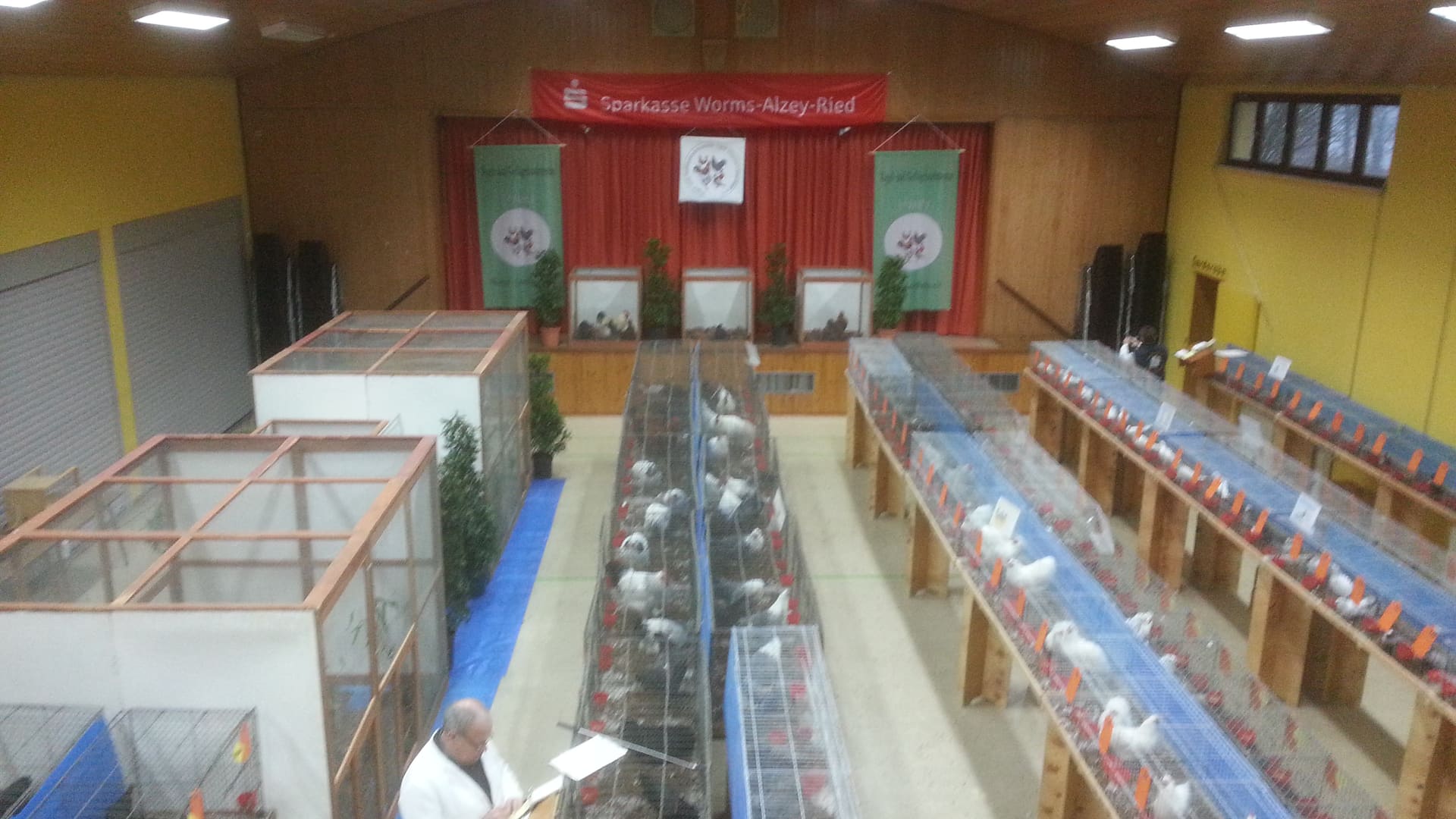 Blick von oben in die Ausstellungshalle im Saalbau Leiselheim: Reihen von Schaukäfigen mit weißen Tauben, links Volieren, vorn ein Mann im weißen Kittel mit Schreibbrett, hinten die Bühne mit den Vereinsfahnen.