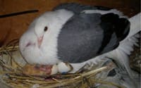 Eine weiß-graue Taube sitzt brütend in einem Nest aus Stroh, unter ihr ein frisch geschlüpftes Junges.